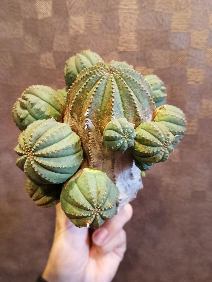 特選 特大 木質化 ユーフォルビア オールド オベサ 斑入り 子株付き