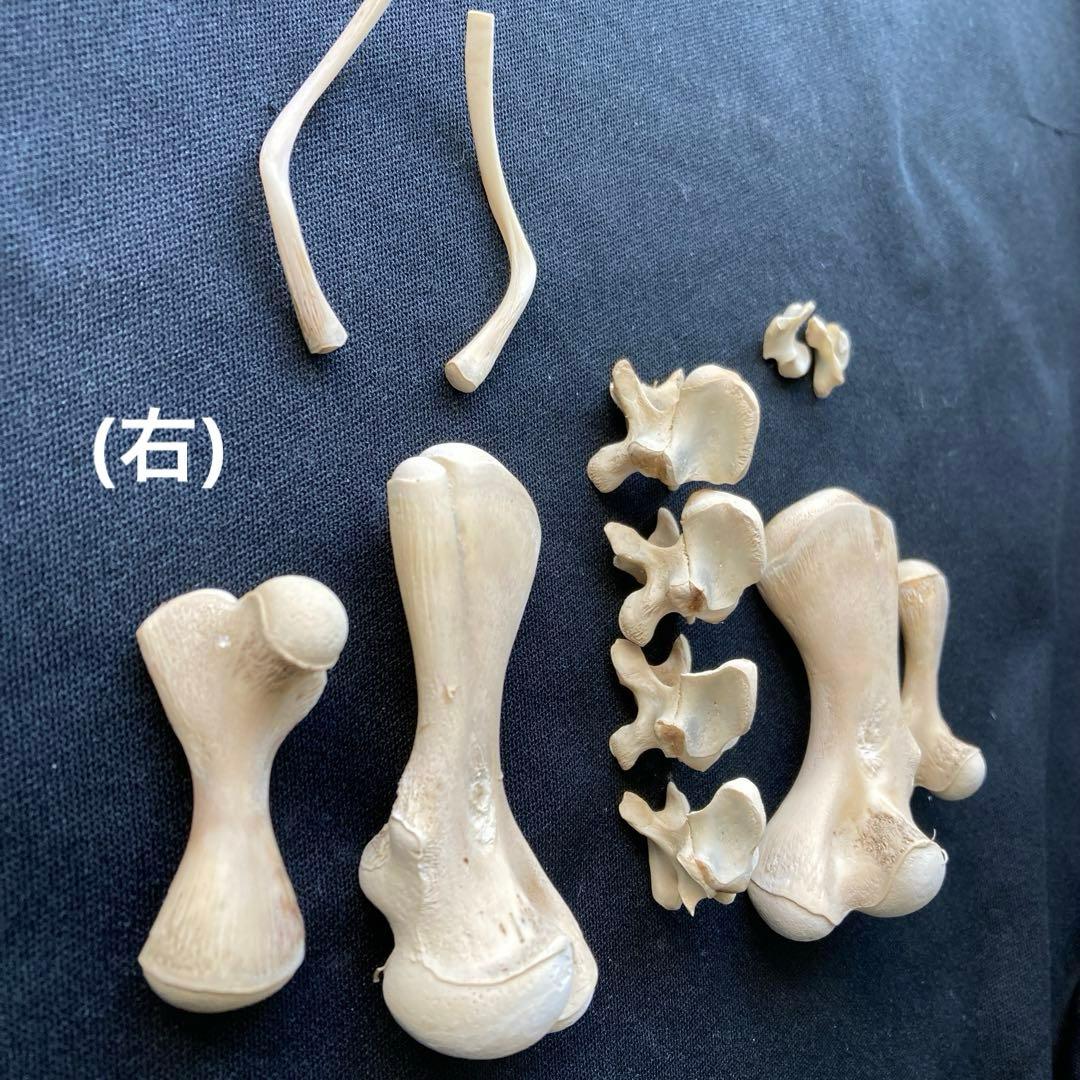 ウミガメの頭骨・頸椎他