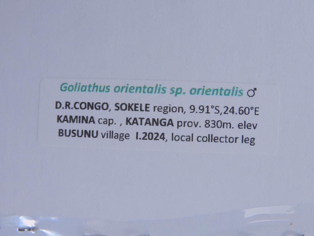 コンゴ産　シラフオオツノハナムグリ2　92mm