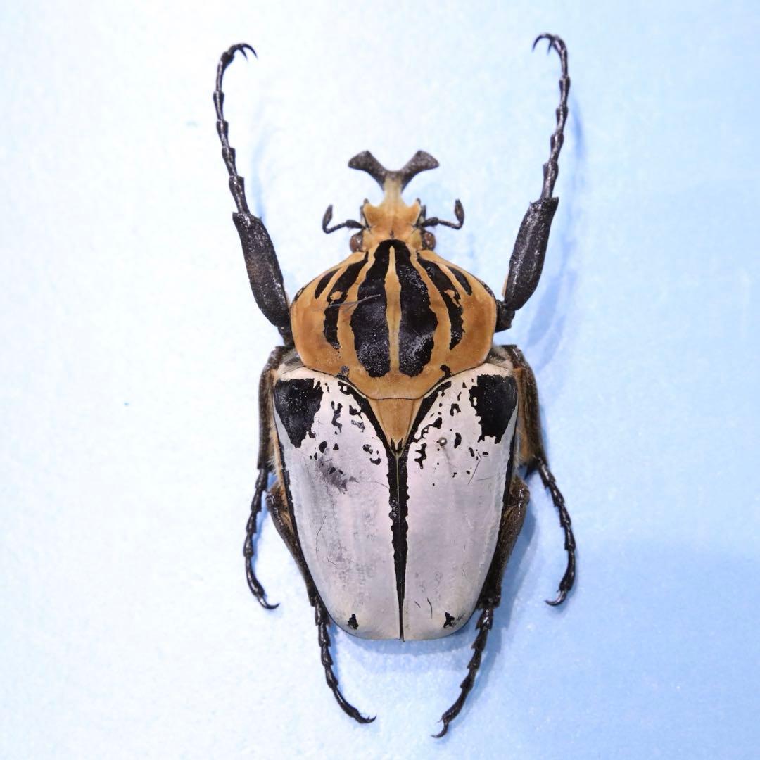 最終値下げゴライアスカシクス！大型！標本！