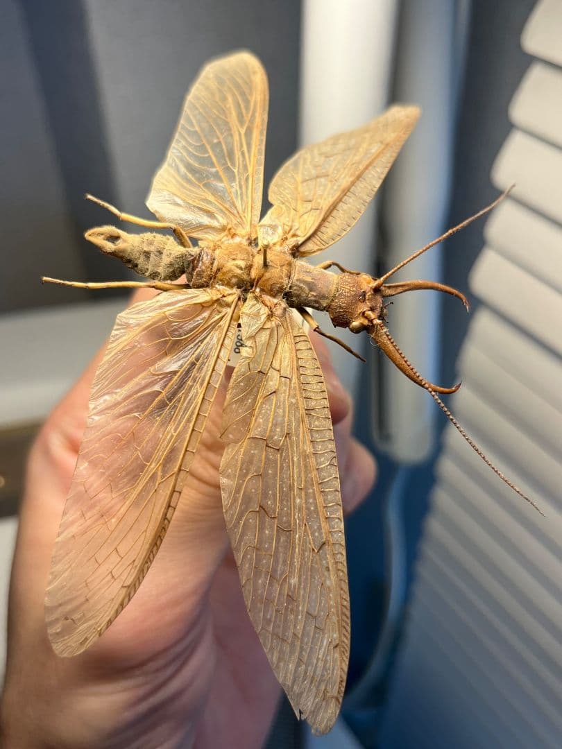 【年代物】オオアゴヘビトンボ 産 奇蟲 タランチュラ ムカデ 標本 昆虫標本蜻蛉