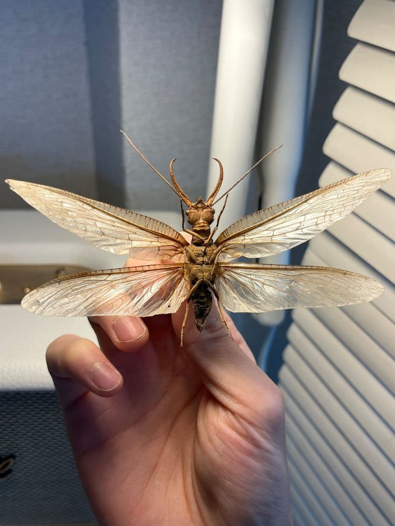 【年代物】オオアゴヘビトンボ 産 奇蟲 タランチュラ ムカデ 標本 昆虫標本蜻蛉