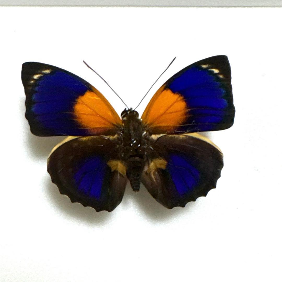 ミイロタテハ　ファルキドン.フルニエ　外国産　蝶標本　チョウ