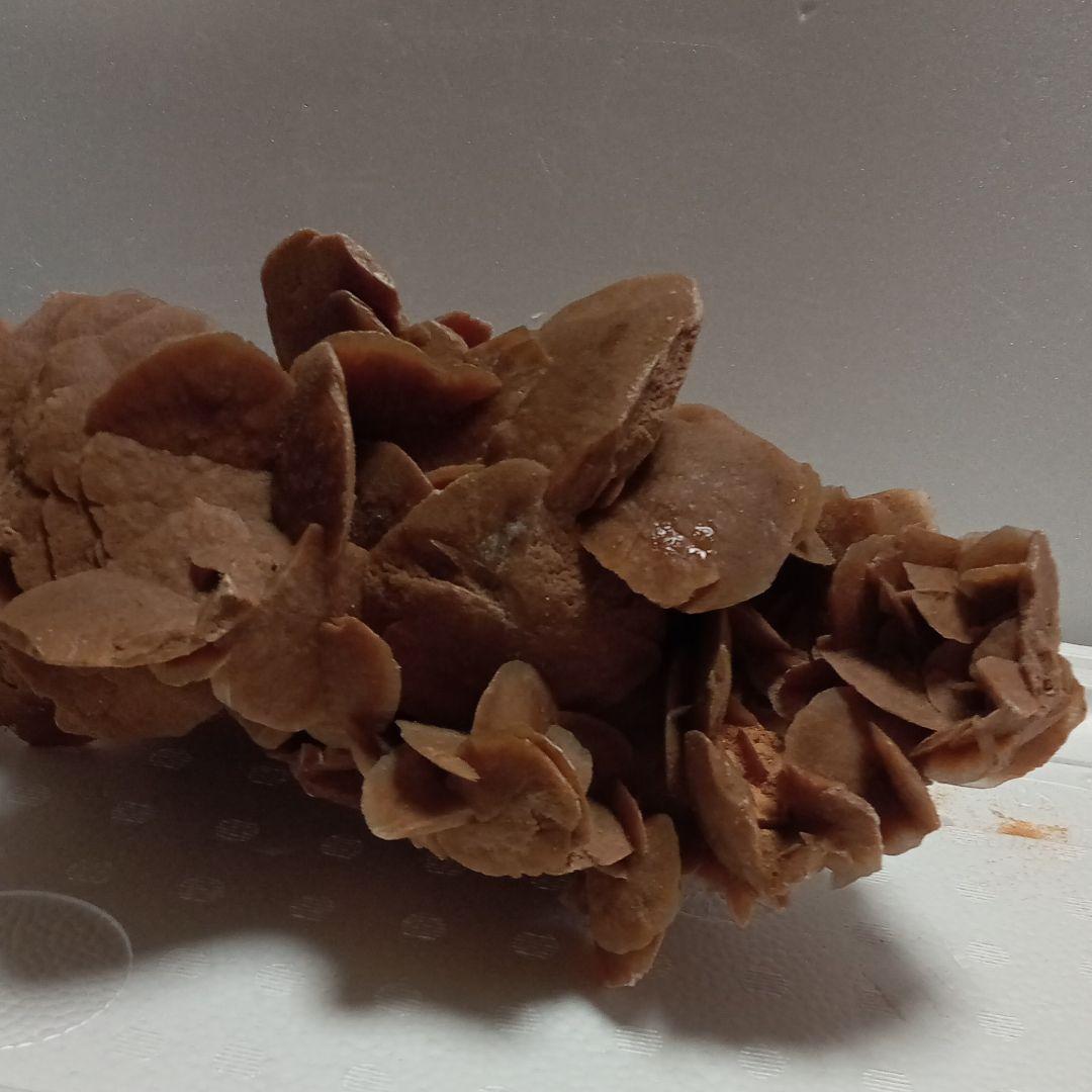 サハラのバラ　サハラ砂漠　化石