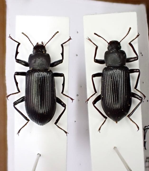 最珍品ヒメユミアシゴミムシダマシ ペア 標本