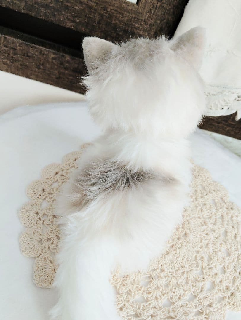 幼猫♡生後２週間♡よちよち期♡子猫の杏ちゃん♡アートドール♡ぬいぐるみ♡