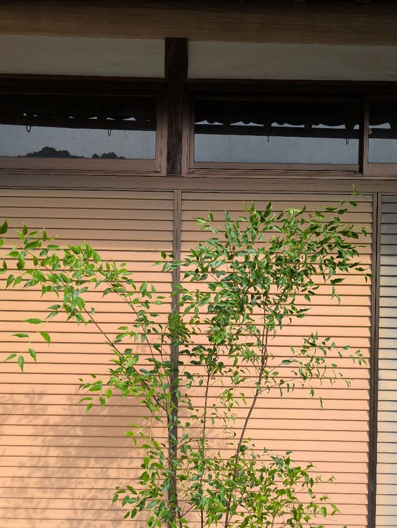 ハイノキ　株立　約1.7m　②