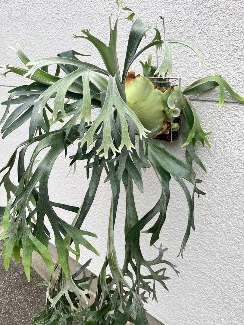 ビカクシダ　E-1 白ビフ　板付　大株