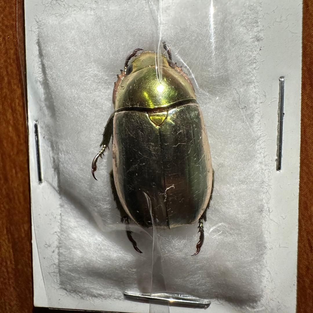 ホンジュラス産　プラチナコガネ