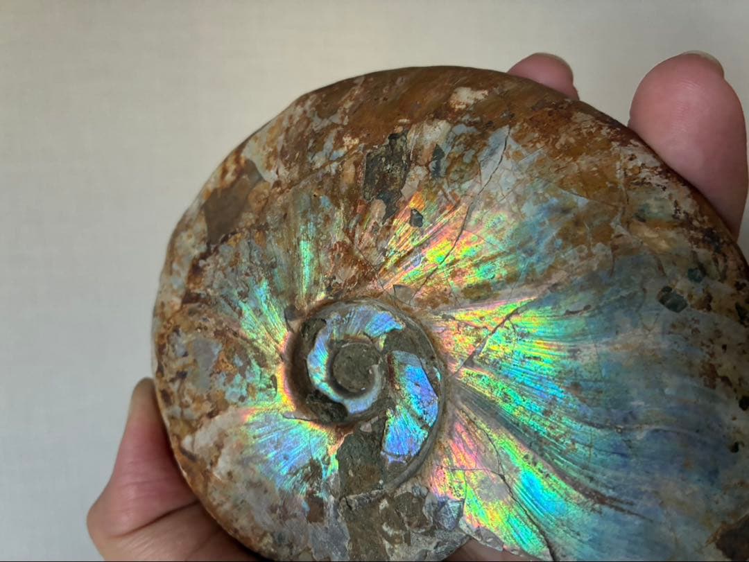 マダガスカル アンモナイト 遊色 極上 大サイズ 鉱物 標本 化石