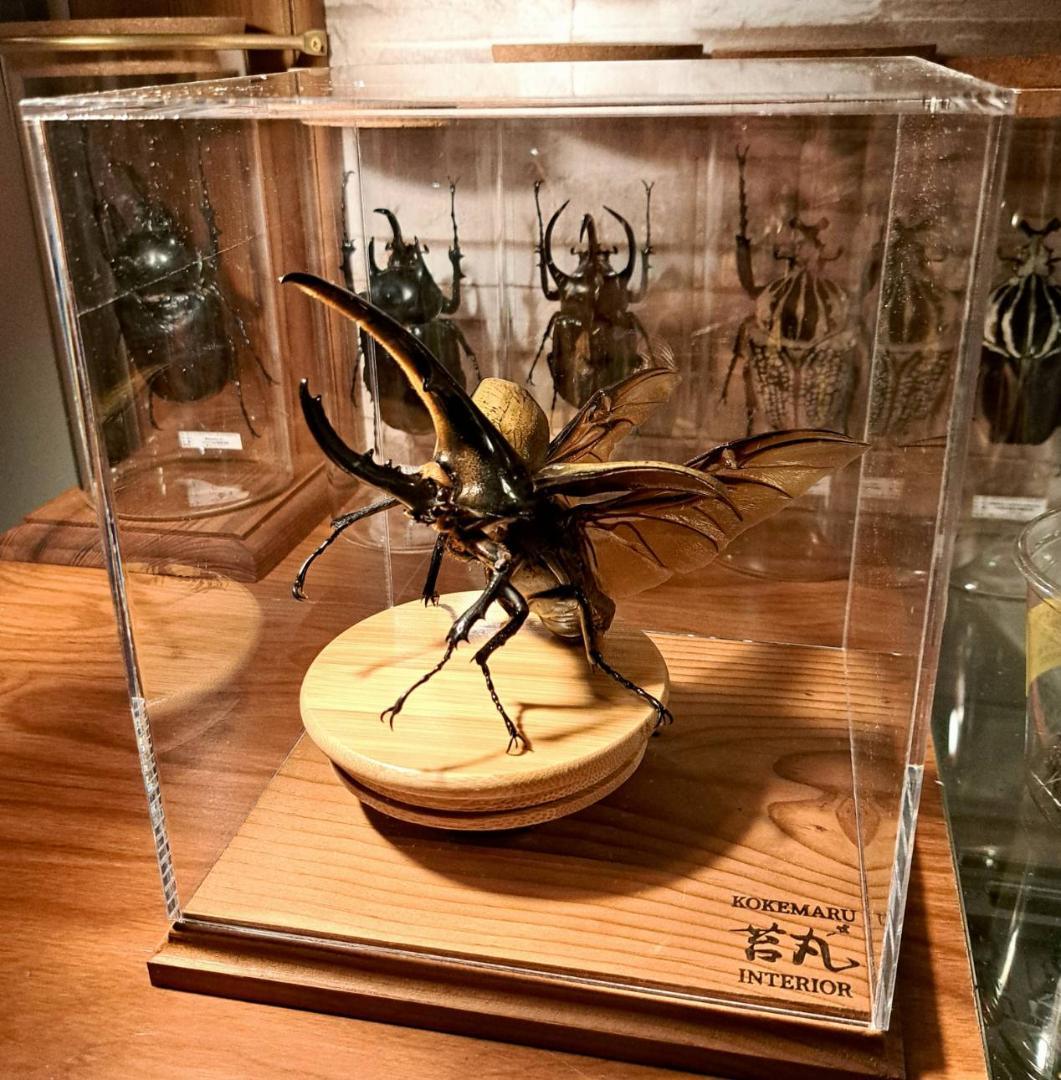 【ショーケース】150×150×180 ※アクリル製ケース、無垢材土台