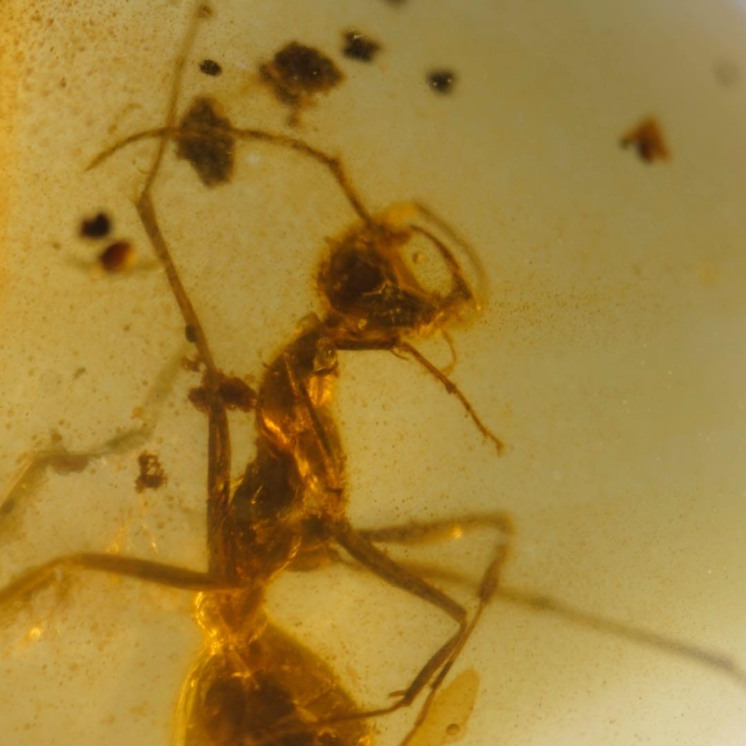 レア極上品 TT0027虫入り琥珀化石ミャンマーカムティかタナイ9900万年前