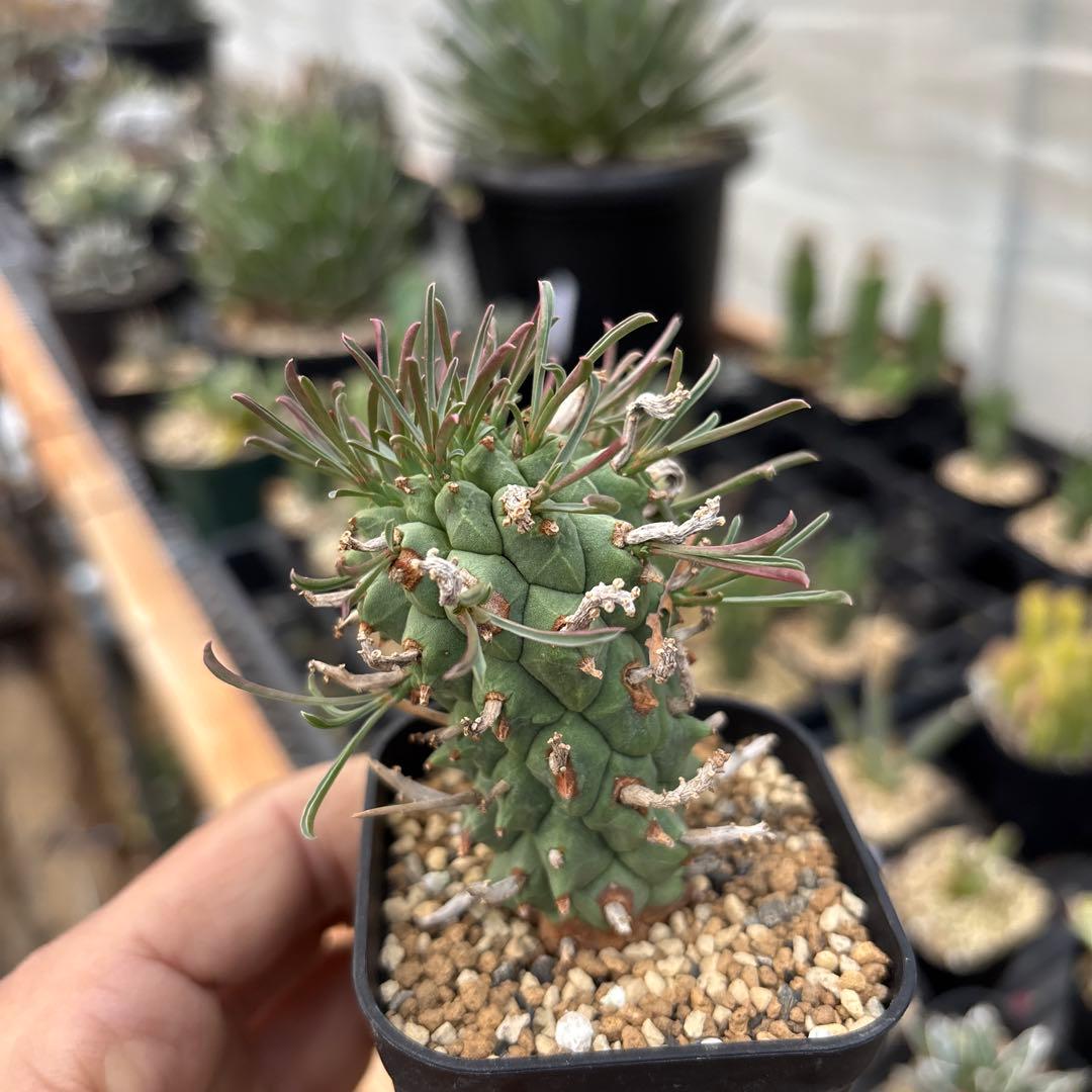 ユーフォルビア　闘牛角　スコエンランディ