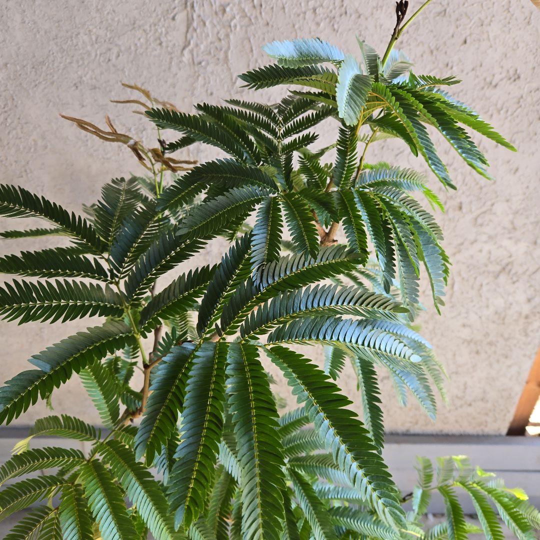 ⑫　エバーフレッシュ曲がり仕立て　8号特大苗木最高等級極上品‼️