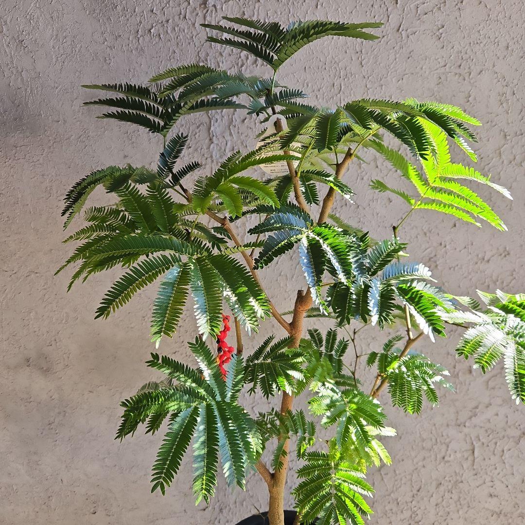 ④　エバーフレッシュ　8号特大苗木最高等級極上品‼️　極太