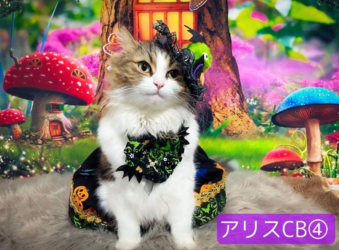 背景布【秋XB】サンプル　ペット撮影用ブース　パンパスグラス　ドライフラワー