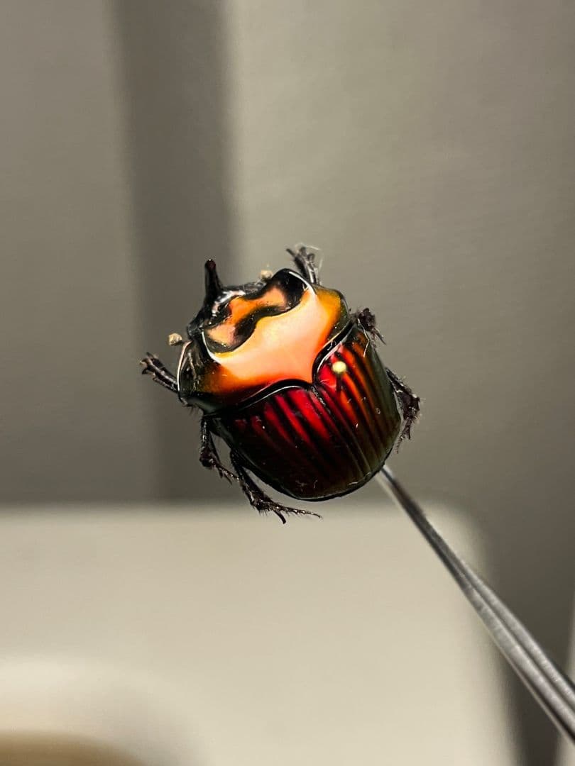 【極美真紅】アカツヤダイコクコガネ フンチュウ糞虫昆虫標本甲虫カミキリ