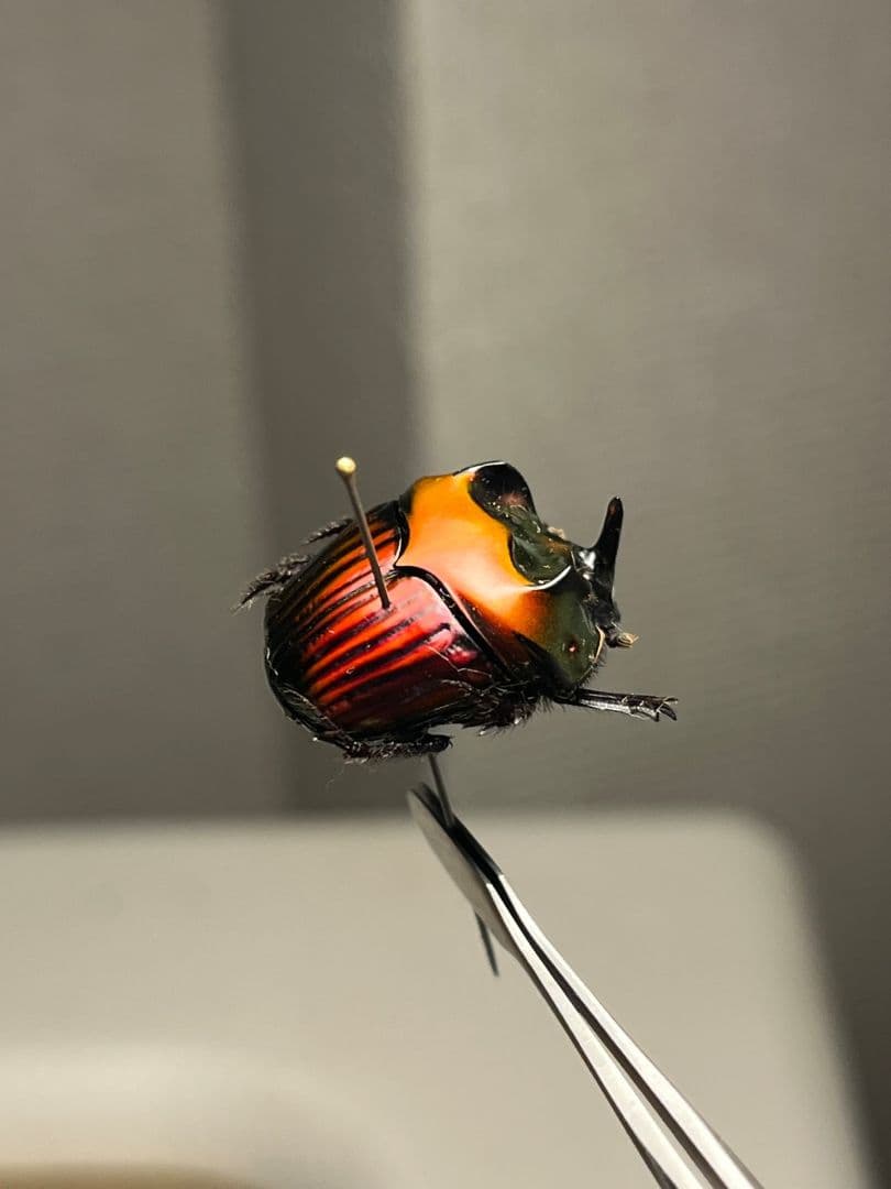 【極美真紅】アカツヤダイコクコガネ フンチュウ糞虫昆虫標本甲虫カミキリ