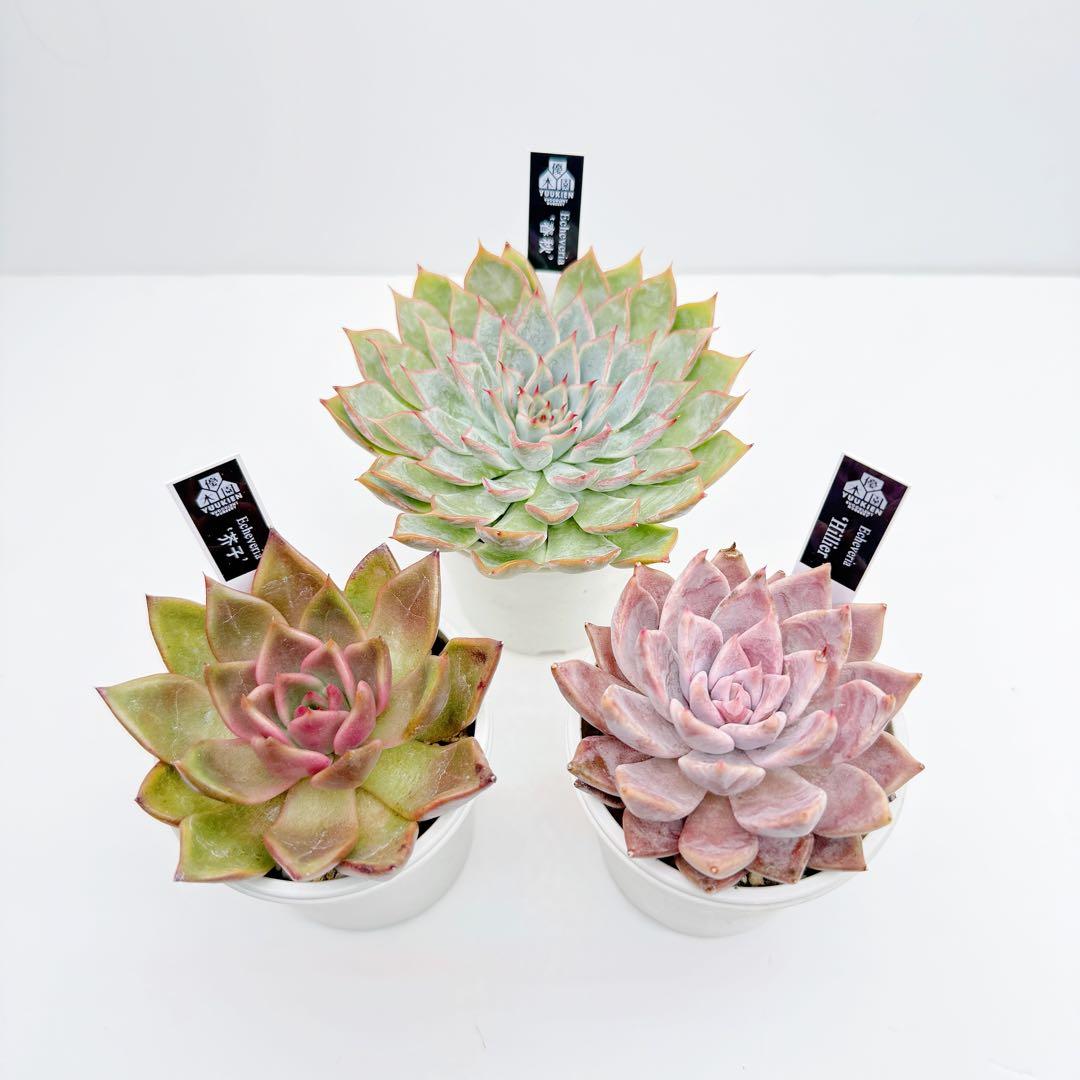 12日迄の限定価格！優木園　春秋・芥子・Hillier　札付き・メルカリ便発送！