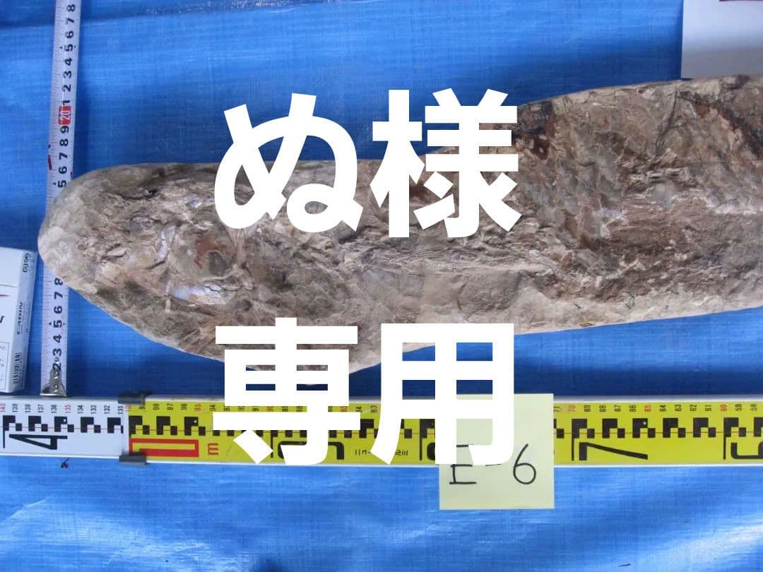 化石　E-6
