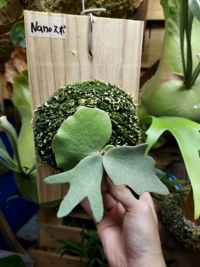 willinckii dwarf Nano　胞子培養　ビカクシダ　コウモリラン