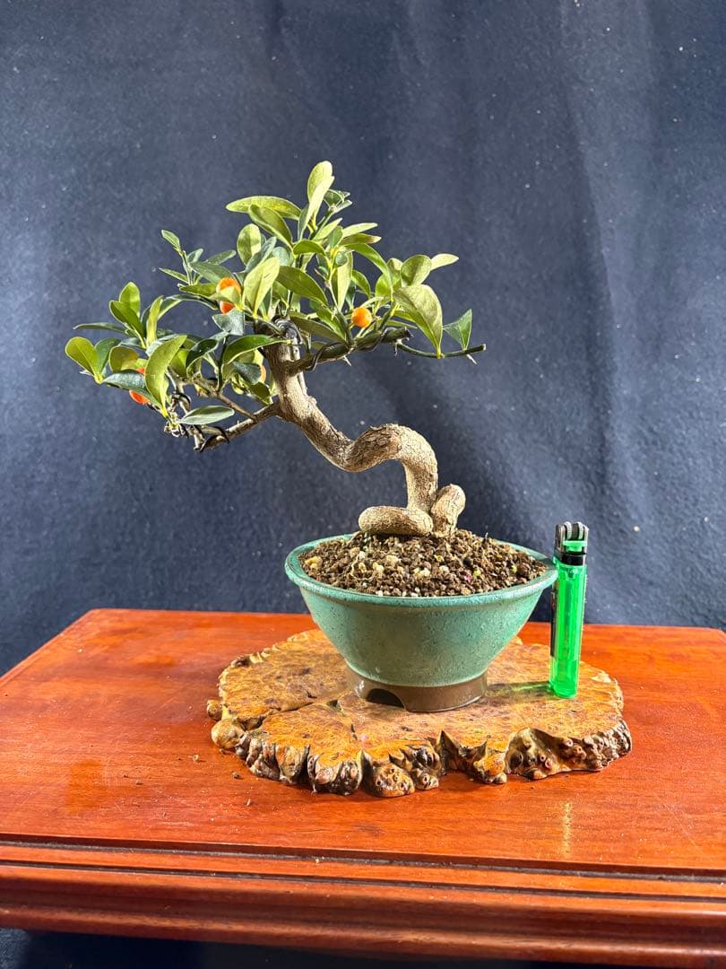 小品盆栽、金子(キンズ) 根上り、半懸崖作り 実付き、やや傷汚れあり　ユタ