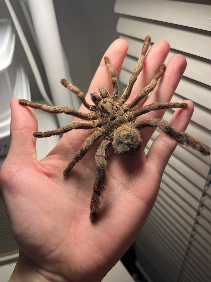【標本】ベトナムスタウトレッグアースタイガータランチュラ LS14cm程