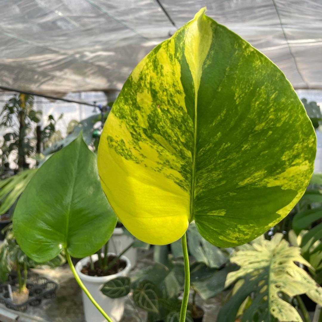 MS16 モンステラ　イエローマリリン　黄斑入り