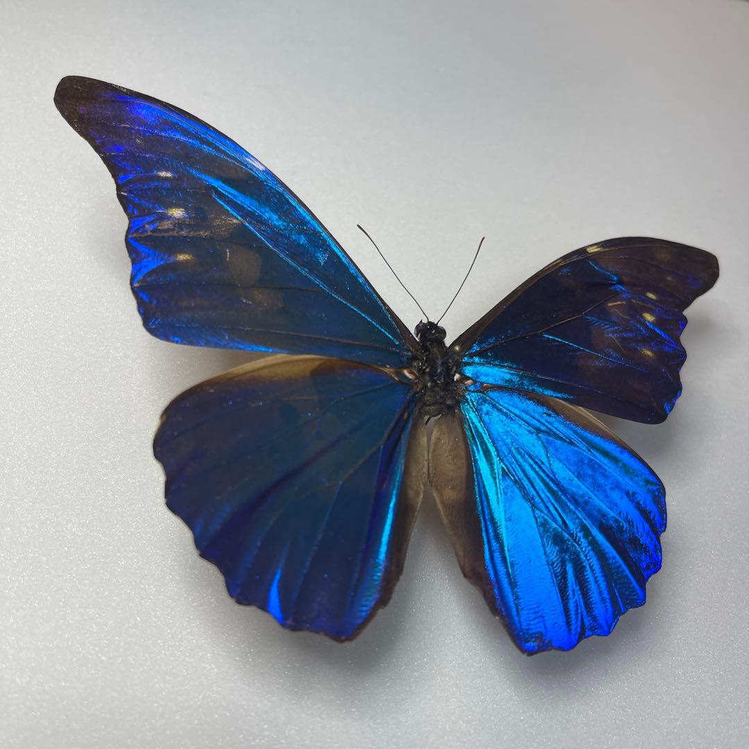 モルフォ蝶標本