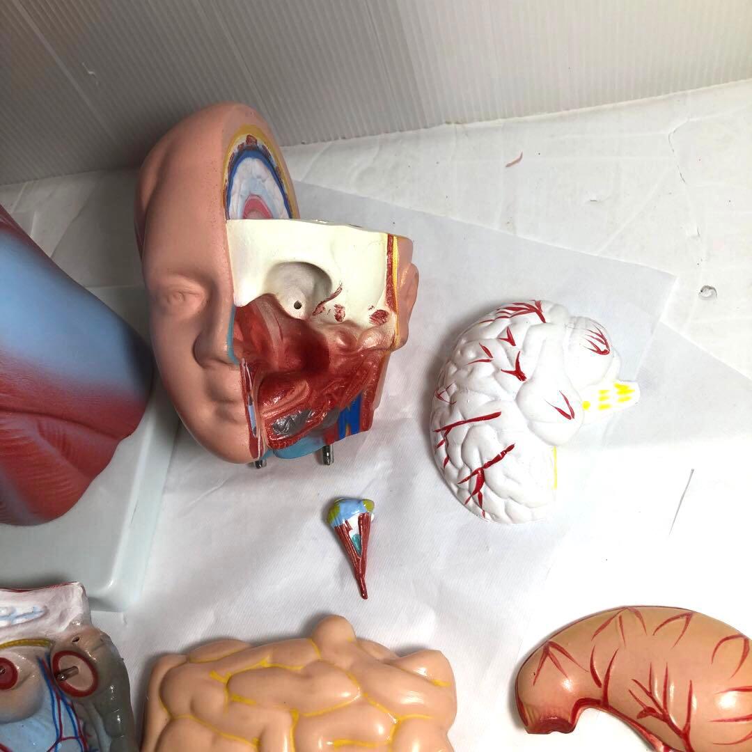 人体模型　解剖