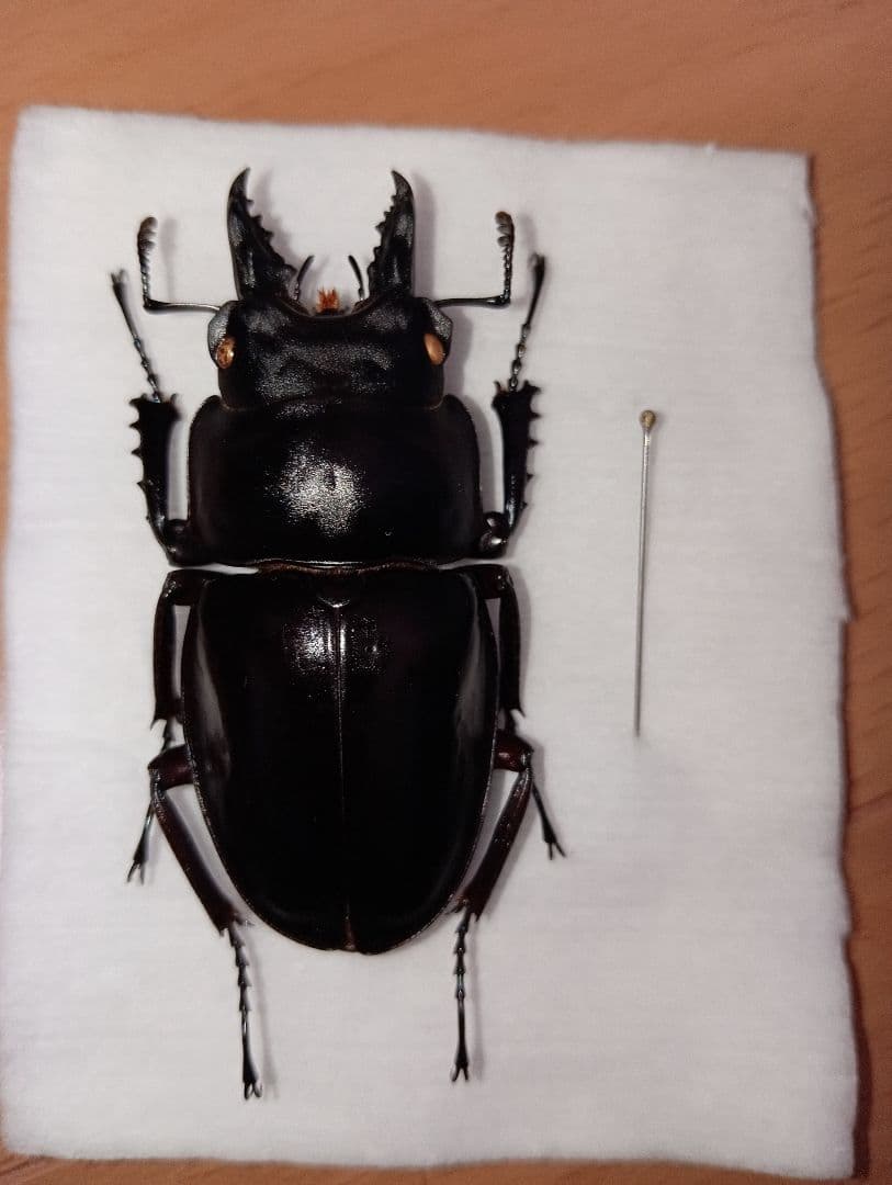 値下げアマミマルバネ（徳之島）♂57ミリ針穴あり