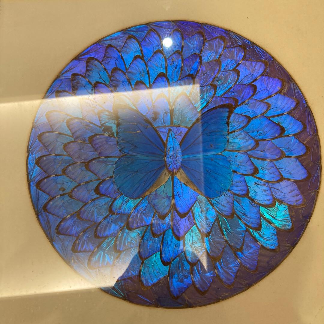 モルフォ蝶　貼り絵　アート