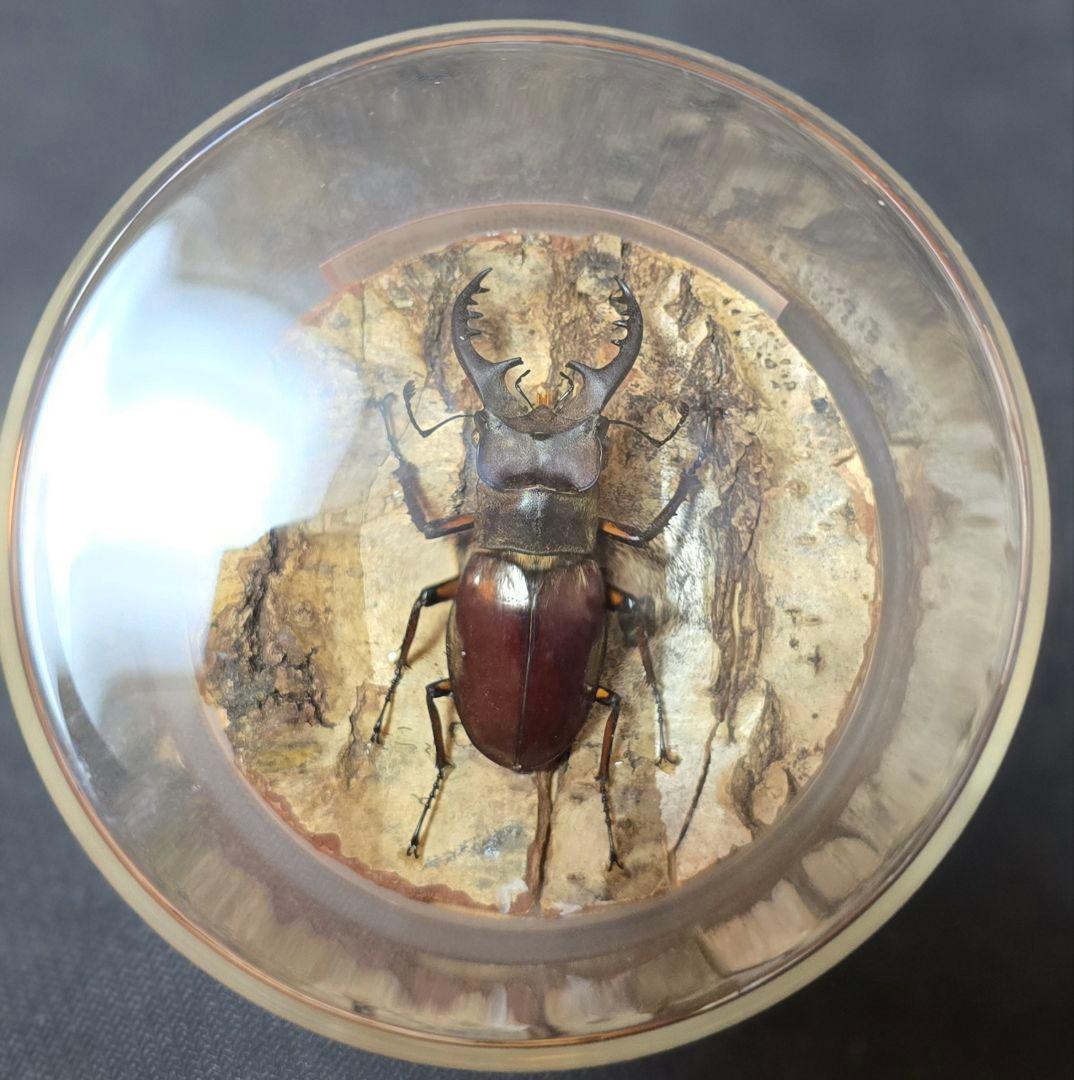 オオクワガタ ミヤマクワガタ 標本 ジオラマ 風