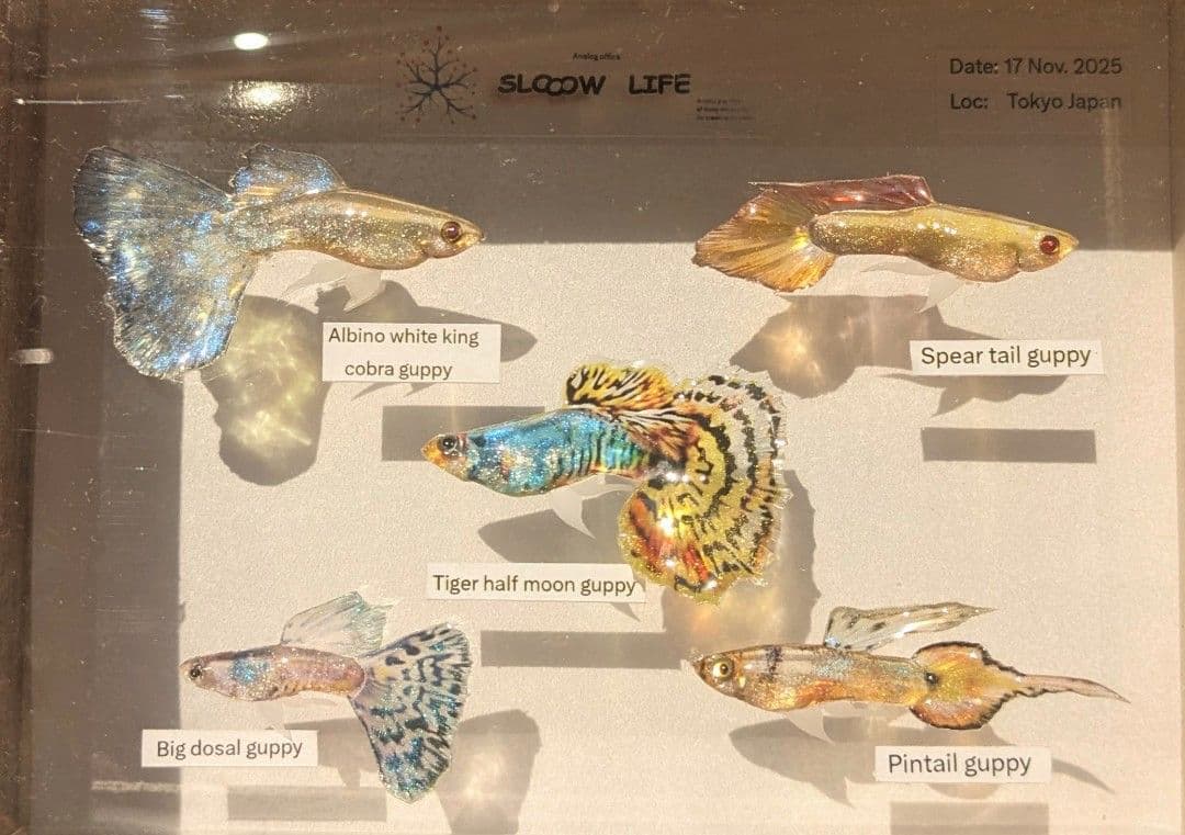 グッピー（5種）　標本箱