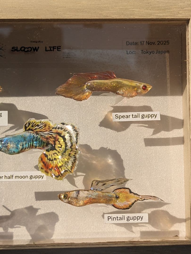 グッピー（5種）　標本箱