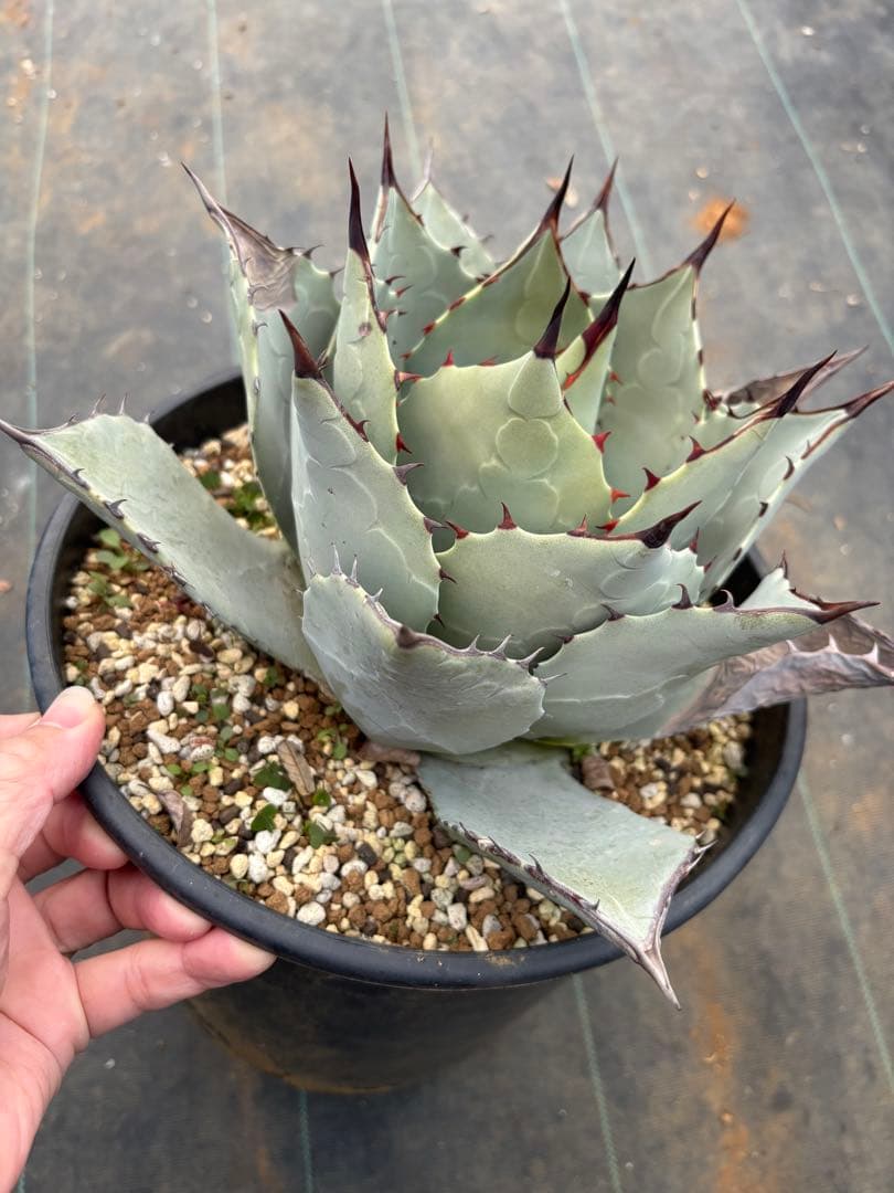 アガベ　パリーハイブリッド　検索　リップルエフェクト　オリザバ