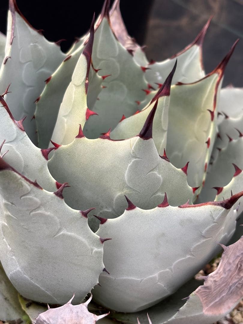 アガベ　パリーハイブリッド　検索　リップルエフェクト　オリザバ