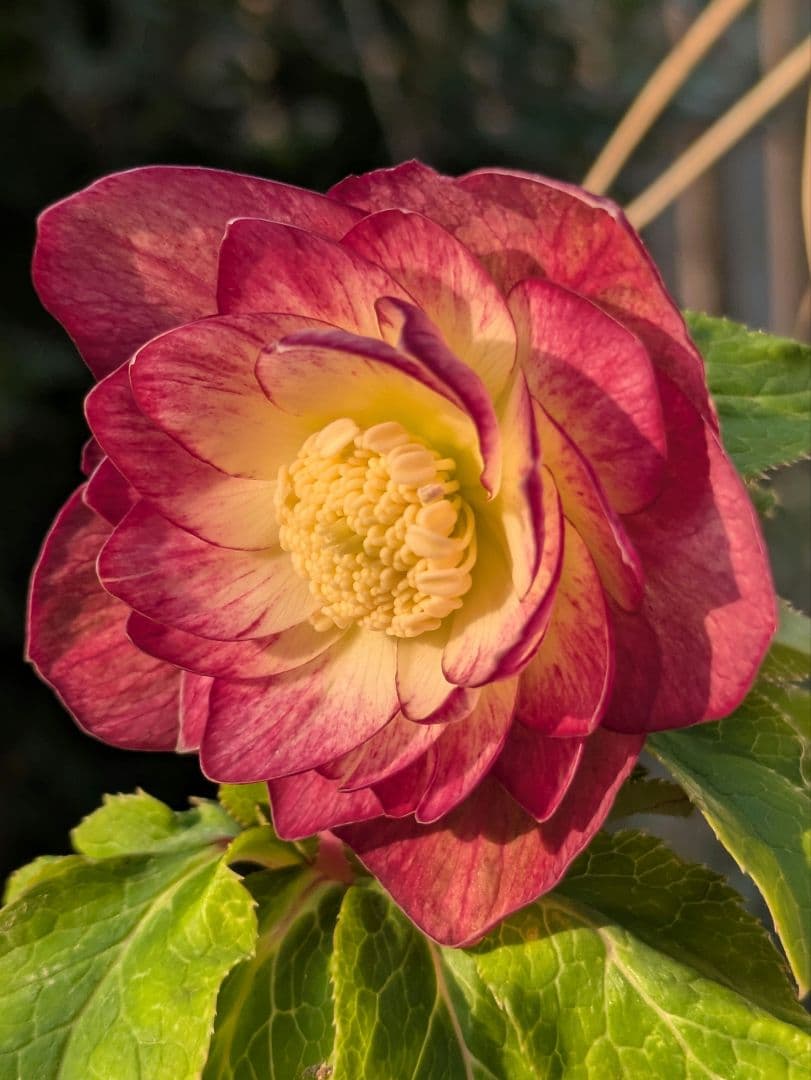 【美株】​広瀬園芸 クリスマスローズ オーレア系レッドグラデーション DD