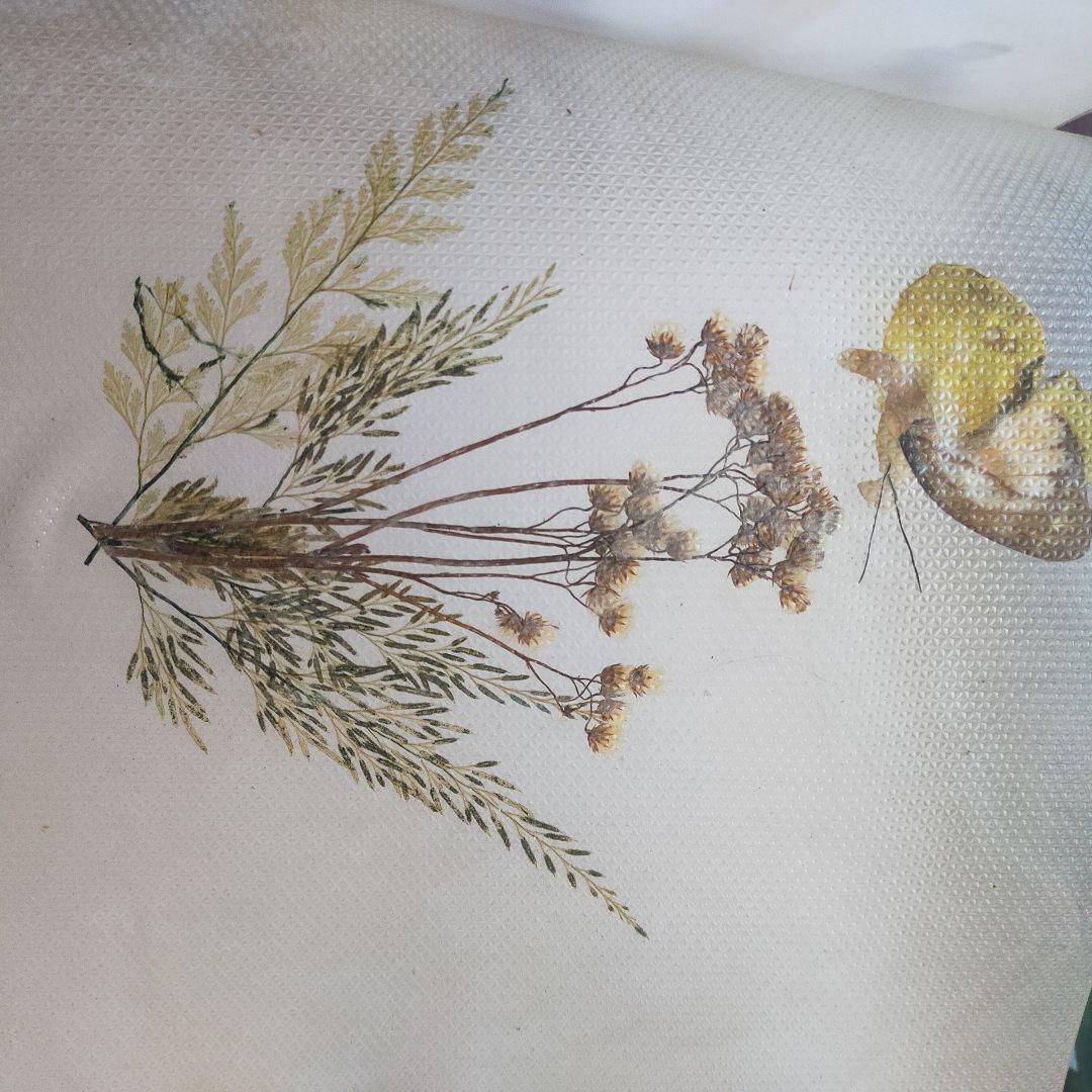 台湾産蝶類 標本 No. 100　101枚　中国