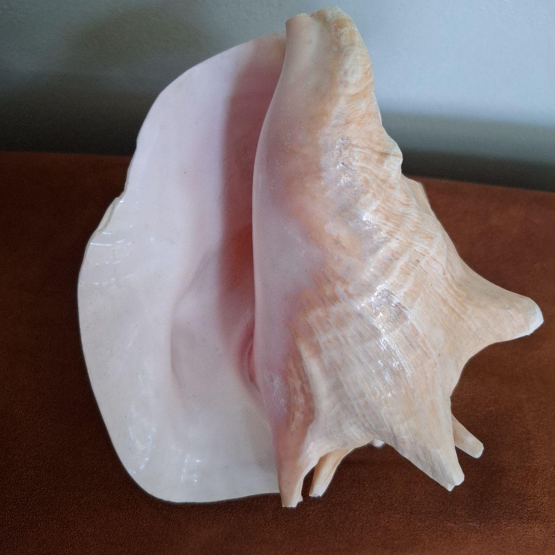 クイーンコンクシェル　巻き貝　カリブ海　有機質宝石の元　コンク貝