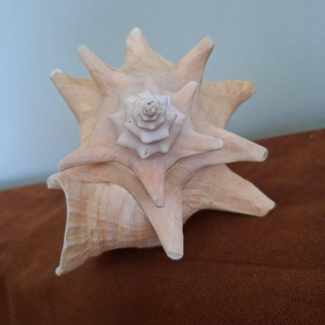 クイーンコンクシェル　巻き貝　カリブ海　有機質宝石の元　コンク貝