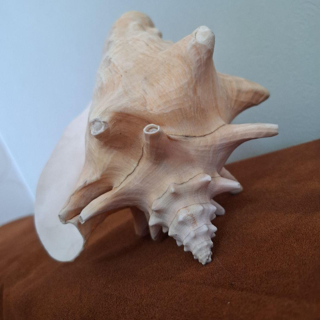 クイーンコンクシェル　巻き貝　カリブ海　有機質宝石の元　コンク貝