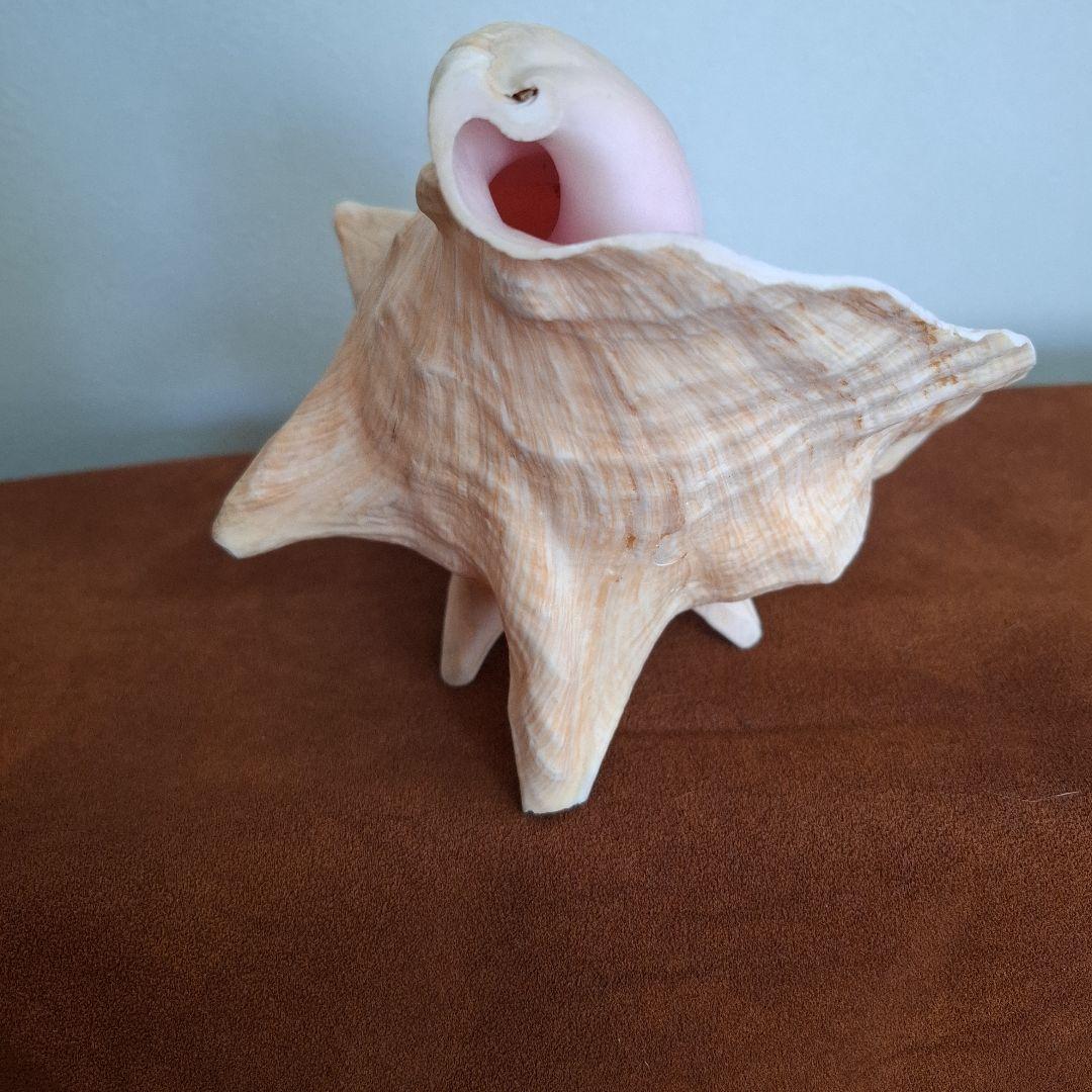 クイーンコンクシェル　巻き貝　カリブ海　有機質宝石の元　コンク貝