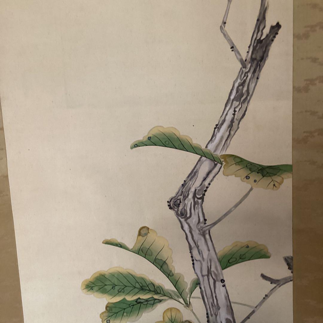 武田一路筆　彩色花鳥画　【　銀　鳩　図　】　肉筆　自題箱　　絹本掛軸一幅　509