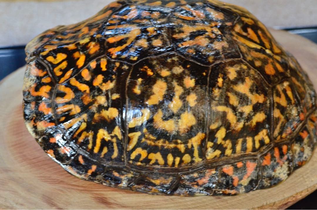 トウブハコガメ骨格標本　甲羅　フルアダルト極美　剥製　爬虫類