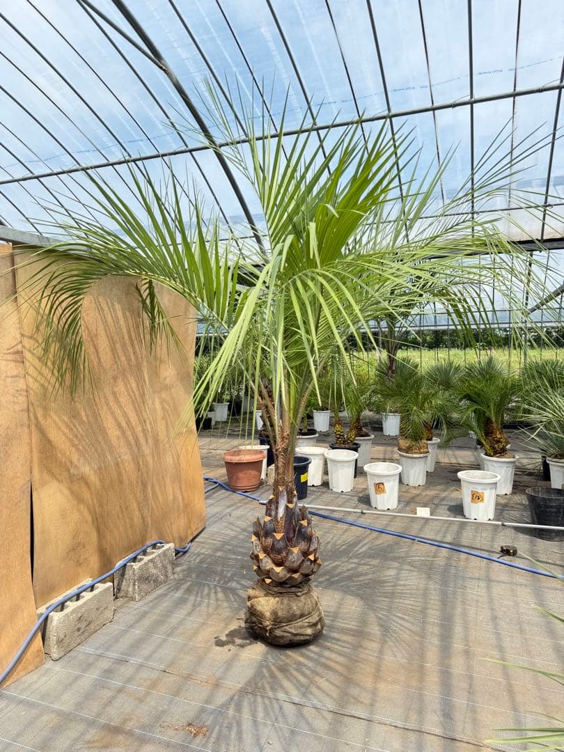 ココスヤシシルバーリーフ【極太】葉先250cm幹回り100cm 幹高50cm