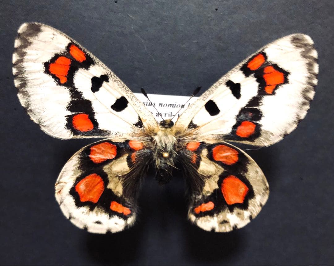 蝶標本　オオアカボシウスバ（koiwayai）♀