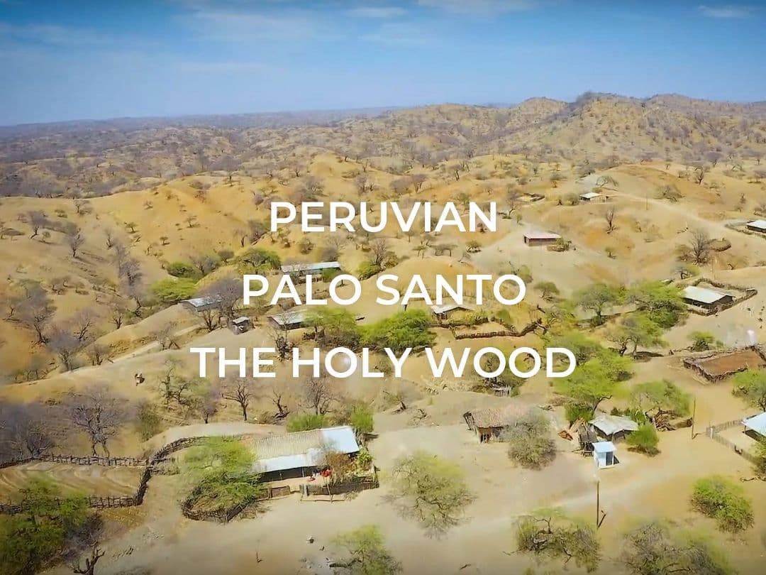 5kg★限定特選品★希少レア激安☆聖なる樹【神秘的な香り♢バロサントウッド香】♥