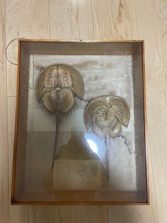 値下げ中！カブトガニの標本