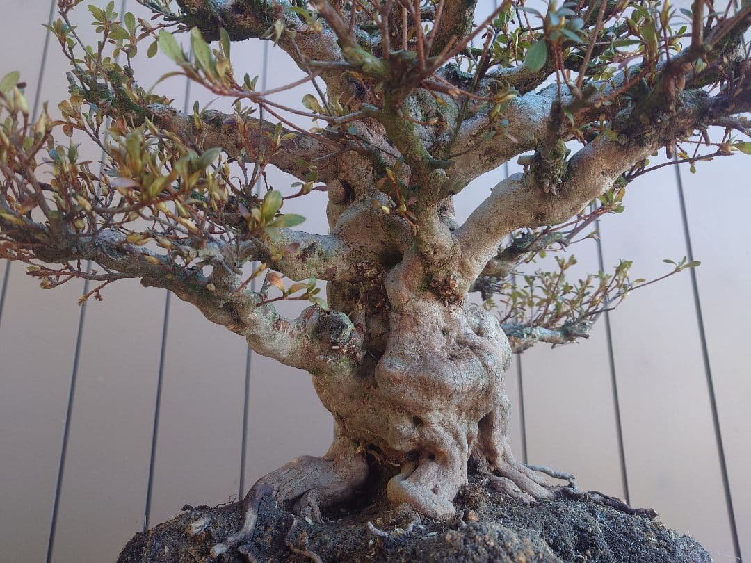 ハ*ル様 盆栽　皐月(五光)　樹高46cm